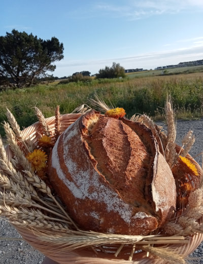 Pain au levain naturel dans une corbeille d'épis de blé et fleurs sauvages, sur fond de paysage de Belle-Île-en-Mer, Ferme de Logonet, Sauzon