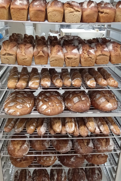 Grilles de refroidissement chargées de pains artisanaux bio — pains moulés, baguettes et pains ronds au levain naturel, Ferme de Logonet, Sauzon, Belle-Île-en-Mer