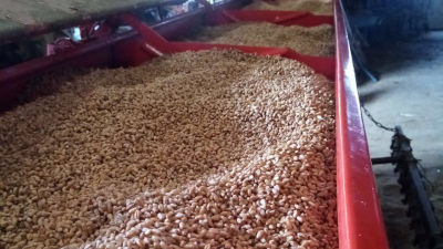 Grain de céréales biologiques sur tapis de récolte lors des moissons, Ferme de Logonet, Sauzon, Belle-Île-en-Mer